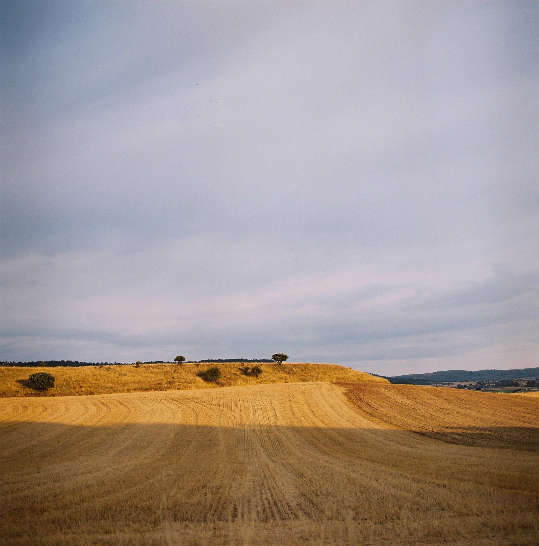  Cosecha (Kodak Portra 200 de formato medio) 